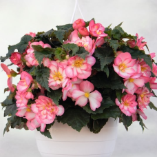 Бегонія бульбова Nonstop® JOY Rose Picotee, 1000 шт, Benary