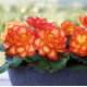Бегонія бульбова Nonstop®: Flame, 10 шт, Benary