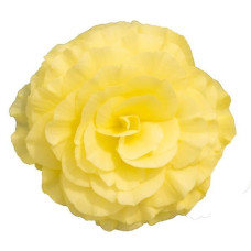 Бегонія бульбова Nonstop®: Lemon, 1000 шт, Benary