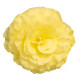 Бегонія бульбова Nonstop®: Lemon, 10 шт, Benary