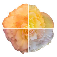 Бегонія бульбова Nonstop®: Peach Shades, 1000 шт, Benary