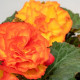 Бегонія бульбова Nonstop®: Flame, 10 шт, Benary