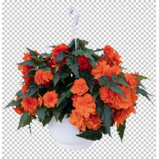  Бегонія бульбова Nonstop® Joy Orange, 1000 шт, Benary