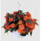 Бегонія бульбова Nonstop® Joy Orange, 1000 шт, Benary