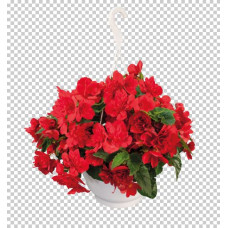Бегонія бульбова Nonstop® JOY Red, 10 шт, Benary