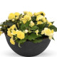Бегонія бульбова Nonstop®: Lemon, 10 шт, Benary