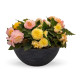 Бегонія бульбова Nonstop®: Peach Shades, 1000 шт, Benary
