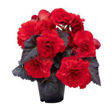 Бегонія бульбова Nonstop® Mocca: Deep Red, 10 шт, Benary