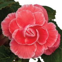 Бегонія бульбова On Top (h 25-30 см) Melon Lace, 5 шт, PanAmerican
