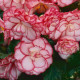 Бегония клубневая On Top (h 25-30 см) Pink Halo