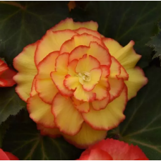 Бегония клубневая Amerihybrid Picotee Sunburst