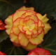 Бегония клубневая Amerihybrid Picotee Sunburst