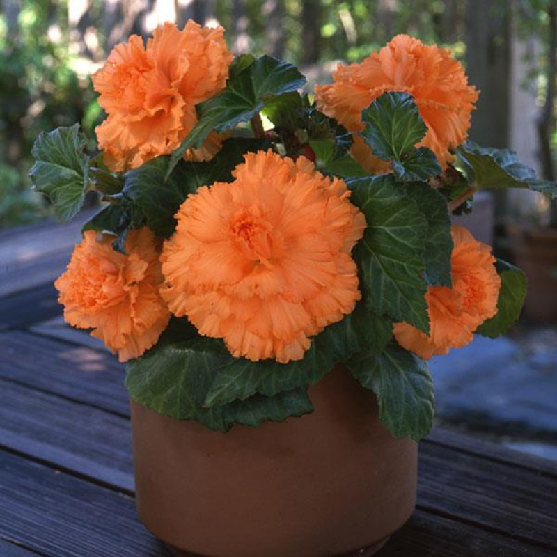 Бегония клубневая Amerihybrid Ruffled Apricot