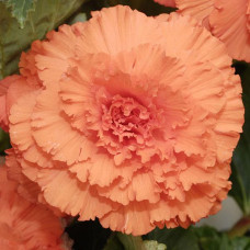 Бегония клубневая Amerihybrid Ruffled Apricot