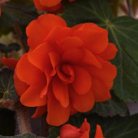 Бегонія бульбова Sun Dancer Scarlet Orange, 500 шт, PanAmerican