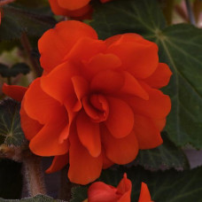 Бегонія бульбова Sun Dancer Scarlet Orange, 100 шт, PanAmerican