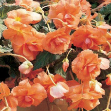 Бегонія бульбова Sun Dancer Apricot, 500 шт, PanAmerican