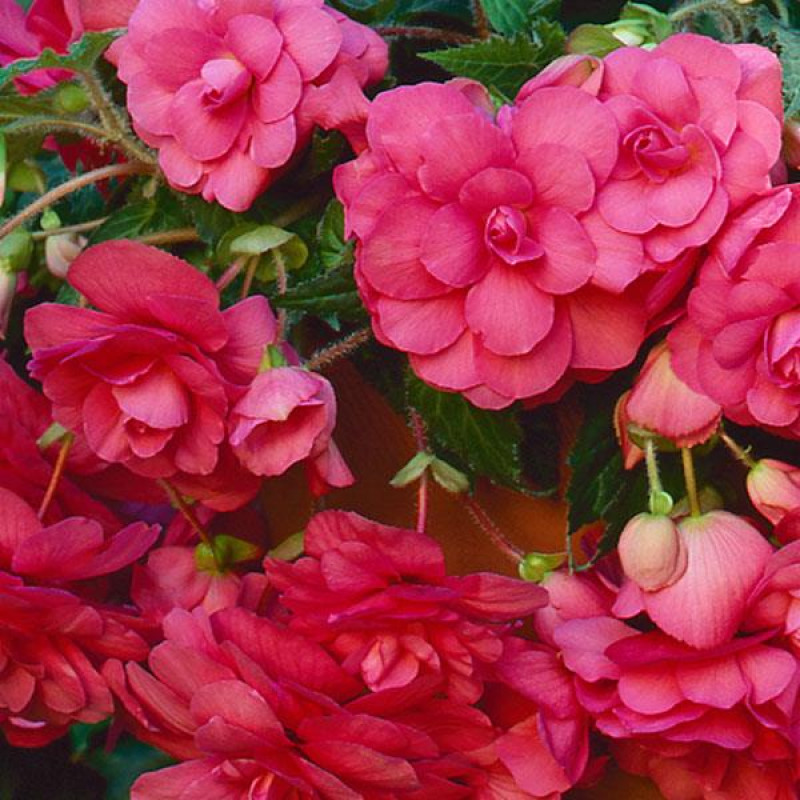 Бегонія бульбова Sun Dancer Pink, 5 шт, PanAmerican