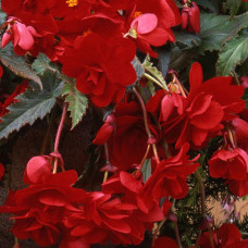 Бегонія бульбова Sun Dancer Red, 500 шт, PanAmerican