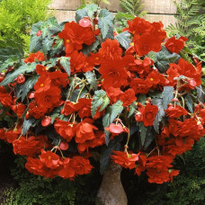 Бегонія бульбова Sun Dancer Scarlet Orange, 25 шт, PanAmerican