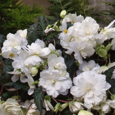 Бегонія бульбова Sun Dancer White, 5 шт, PanAmerican