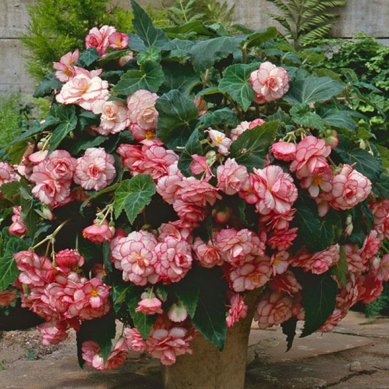 Бегонія бульбова Sun Dancer White Pink Picotee, 500 шт, PanAmerican