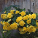Бегонія бульбова Sun Dancer Yellow, 5 шт, PanAmerican