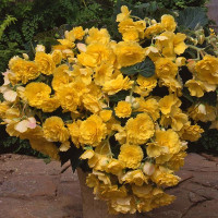 Бегонія бульбова Sun Dancer Yellow, 5 шт, PanAmerican
