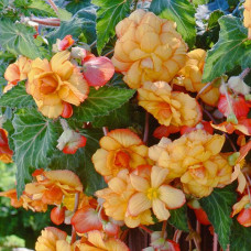 Бегония клубневая Sun Dancer Yellow Red Picotee