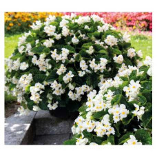 Бегонія BIG DeluXXe White Green Leaf, 100 шт, Benary