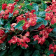 Бегонія гібридна DRAGON WING® RED, 5 шт, PanAmerican