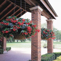 Бегонія гібридна DRAGON WING® RED, 25 шт, PanAmerican