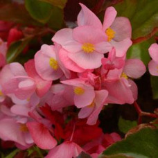 Бегония гибридная MEGAWATT PINK BRONZE LEAF