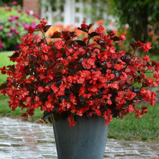 Бегония гибридная MEGAWATT RED BRONZE LEAF