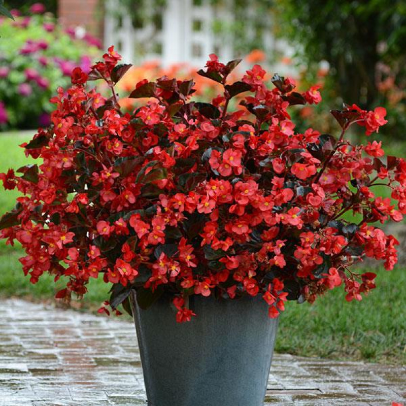 Бегония гибридная MEGAWATT RED BRONZE LEAF