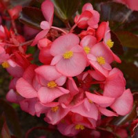 Бегония гибридная MEGAWATT ROSE BRONZE LEAF