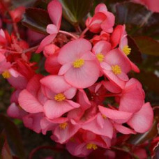 Бегония гибридная MEGAWATT ROSE BRONZE LEAF