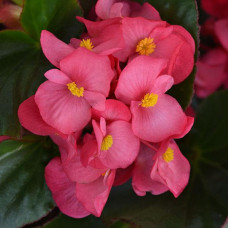 Бегония гибридная MEGAWATT ROSE GREEN LEAF