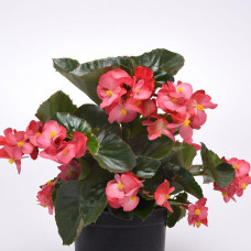 Бегония гибридная MEGAWATT ROSE GREEN LEAF