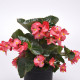 Бегония гибридная MEGAWATT ROSE GREEN LEAF