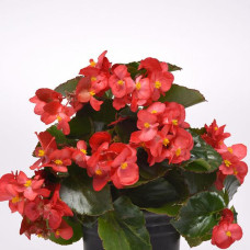 Бегония гибридная MEGAWATT RED GREEN LEAF