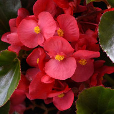 Бегония гибридная MEGAWATT RED GREEN LEAF