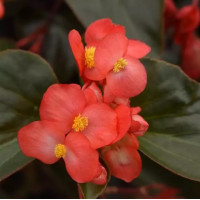Бегонія гібридна DRAGON WING® Red Bronze Leaf 25 шт, PanAmerican