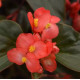 Бегонія гібридна DRAGON WING® Red Bronze Leaf 25 шт, PanAmerican