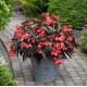Бегонія гібридна DRAGON WING® Red Bronze Leaf 25 шт, PanAmerican