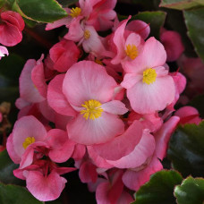 Бегония гибридная MEGAWATT Pink Green Leaf