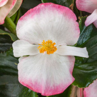 Бегония гибридная TopHat F1 Rose Bicolor