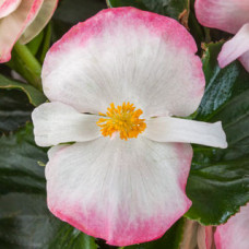 Бегония гибридная TopHat F1 Rose Bicolor