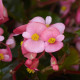 Бегония гибридная Hula F1 Pink