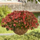 Бегония гибридная Hula F1 Red white bicolor